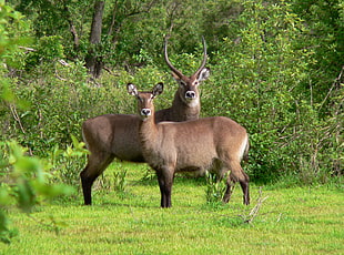 two brown antlers on green grass during daytime, mole