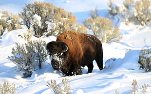 brown yak, bison, snow, animals, nature