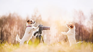 two short-coated brown-and-white puppies, nature, animals, dog, camera