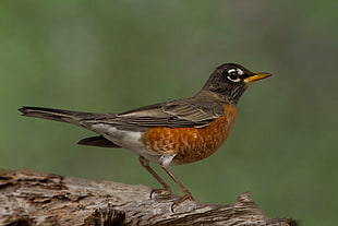 American Robin, Female, untitled, Babcock