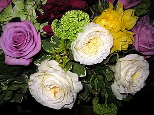 purple, white, and yellow rose flower