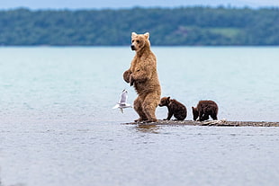 brown bear with two cubs, bears, seagulls, water, nature HD wallpaper
