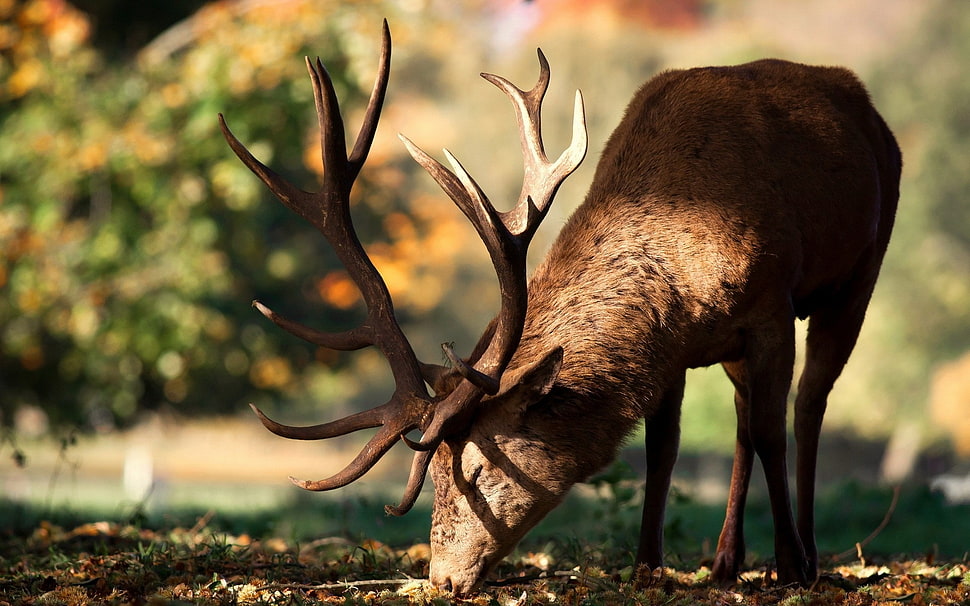selective focus photography of brown deer HD wallpaper