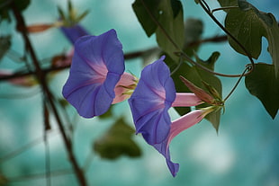 shallow focus photography of purple morning glory flower