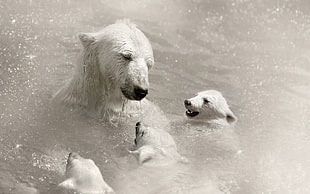 polar bear with three babies on body of water