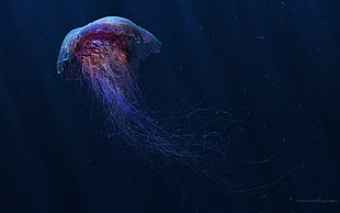 pink and blue jellyfish, digital art, jellyfish, underwater, fish