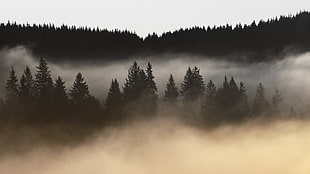 silhouette of trees covered of fogs under white sky