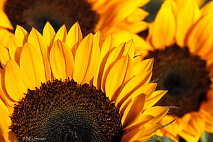 close up photography of sunflowers HD wallpaper