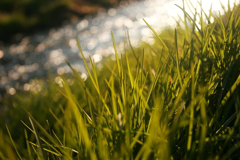green grass, nature, grass, macro, plants HD wallpaper