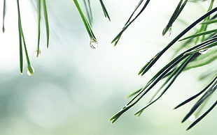 tilt shift lens photography of green plants with water droplets HD wallpaper