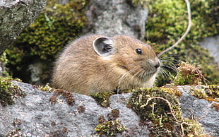 selective focus photography of brown rodent on gray rock