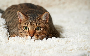 short-fur black and brown tabby cat, animals, carpets, cat