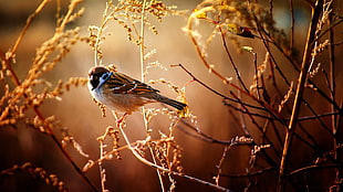 brown and white bird, birds, nature, animals HD wallpaper