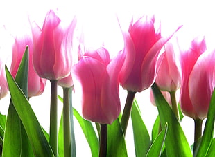 tulips, untitled, pink, flowers HD wallpaper