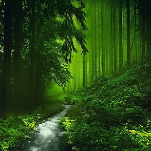 green tree, forest, trees