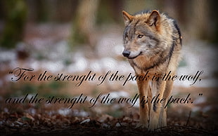 brown and black wolf, quote, wolf, The Jungle Book HD wallpaper