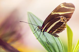 Black Yellow Butterfly on Green Leaf Plant during Daytime HD wallpaper