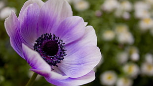 purple Poppy flower in bloom macro photo
