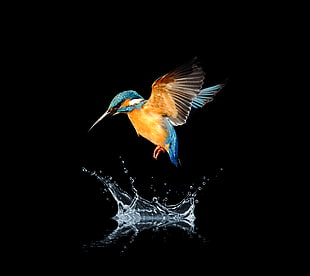 blue and brown hummingbird splashing water