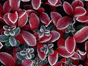 red and green plant HD wallpaper