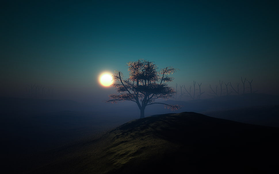 brown tree during sunset HD wallpaper