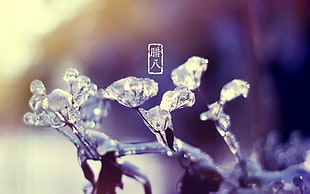 water due wallpaper, ice, plants, cold, nature HD wallpaper