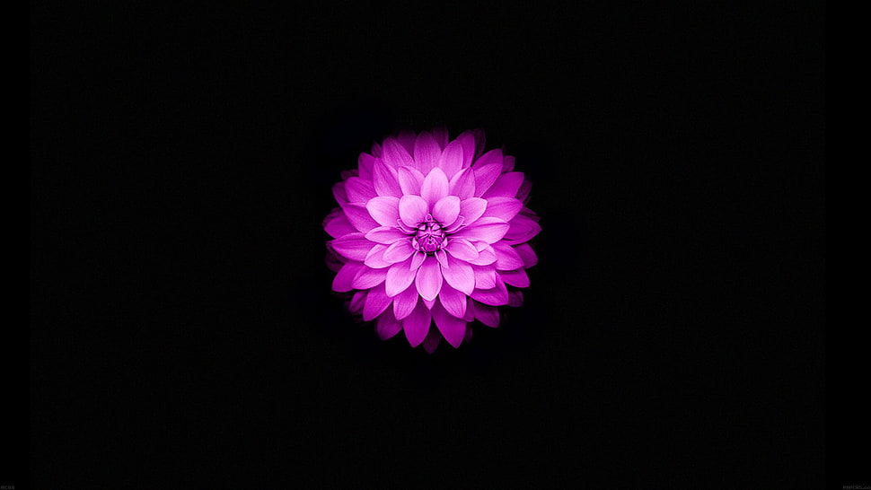 Pink lotus flower, flowers, black, simple background, simple HD ...