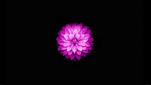 pink lotus flower, flowers, black, simple background, simple HD wallpaper