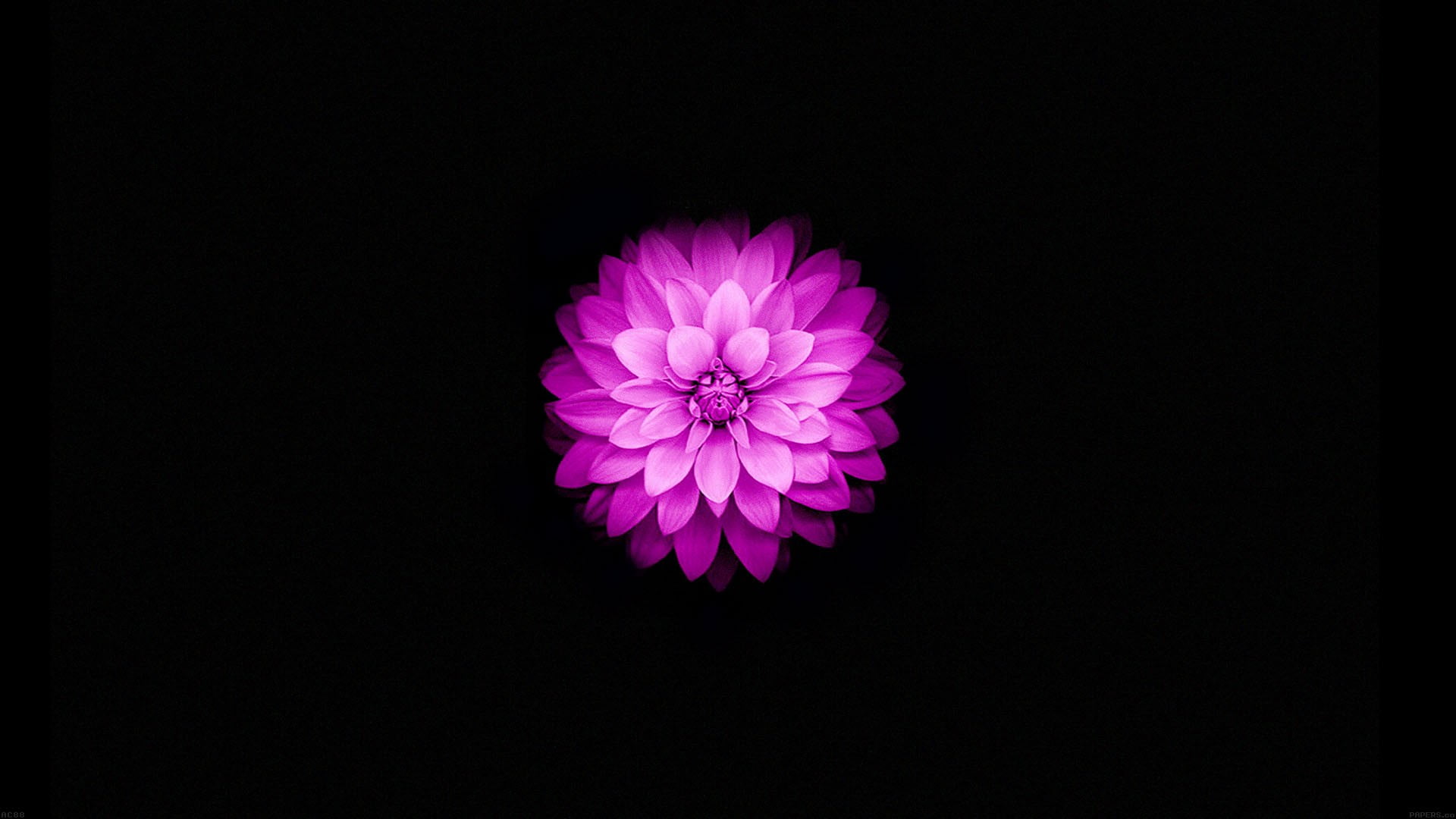 pink lotus flower, flowers, black, simple background, simple