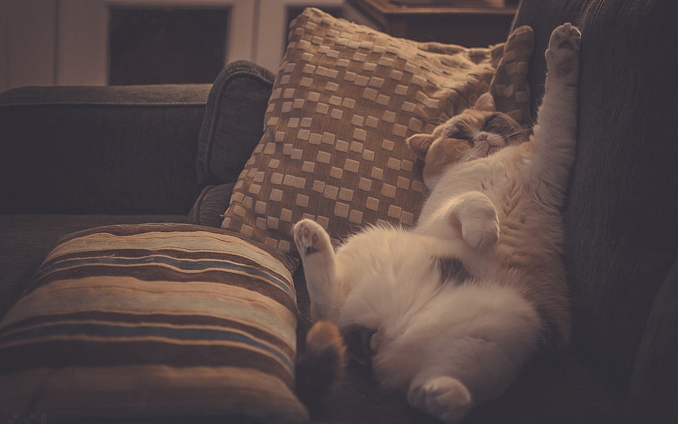 brown fur cat sleeping on the sofa HD wallpaper