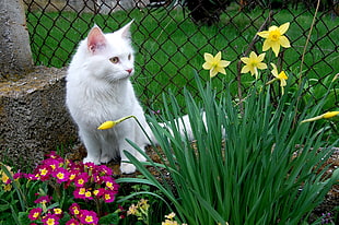 white cat beside the Daffodil plant during daytime