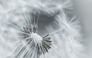 Dandelion,  Flower,  Feathers,  Seeds