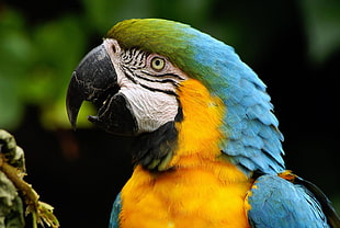macro photography of parrots face