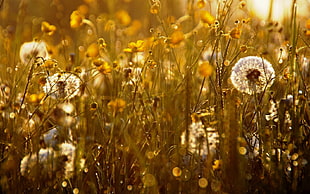 Dandelion flowers at daytime