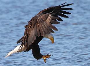 bald eagle flying near body of water