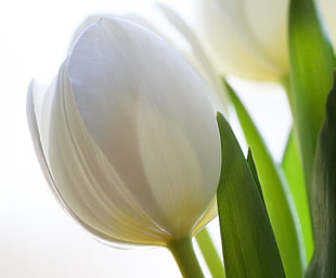 close up photo of a white tulip flower HD wallpaper