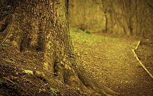 brown tree at daytime
