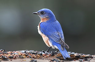 close up photo of blue and white bird