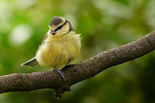 shallow focus photography of yellow and gray bird standing on tree branch