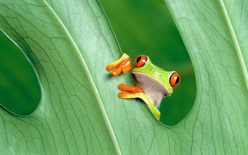 green Tree Frog HD wallpaper