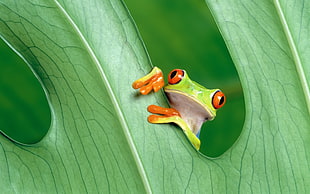 green Tree Frog HD wallpaper