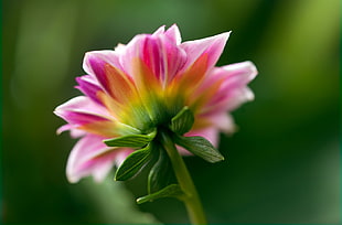 shallow focus of pink, green and yellow flower