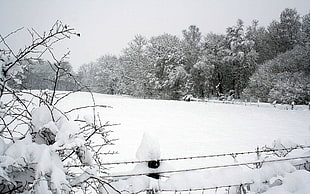snow field beside trees under white clouds HD wallpaper