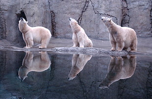three polar bears, animals, polar bears, reflection