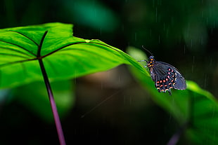 selective focus photography of gray, pink, and black butterfly on green leaf plant