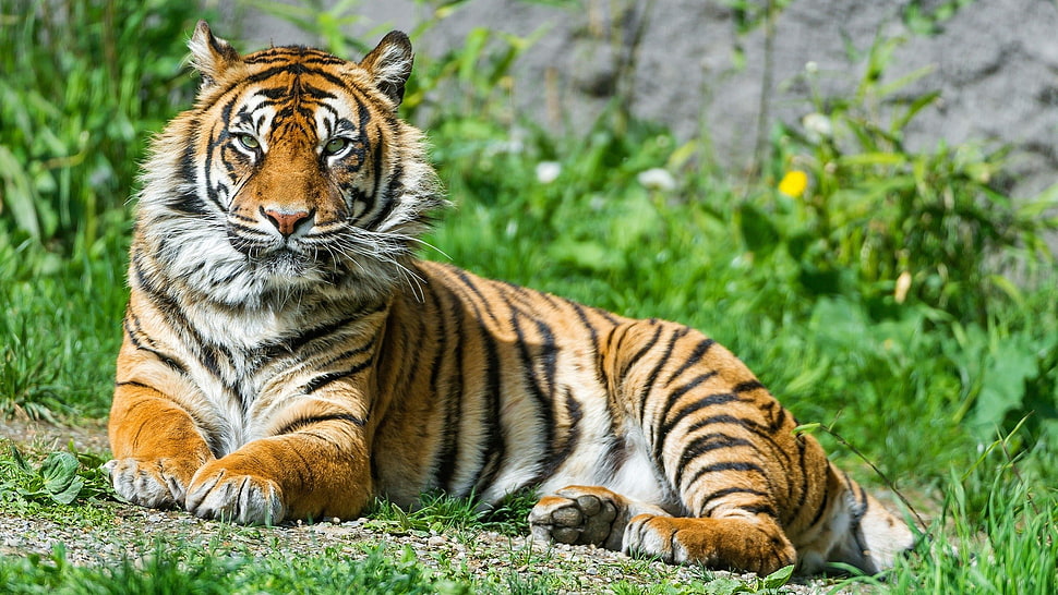 brown and black tiger, tiger, animals, big cats, nature HD wallpaper