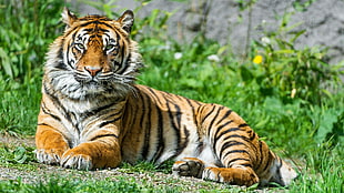 brown and black tiger, tiger, animals, big cats, nature HD wallpaper