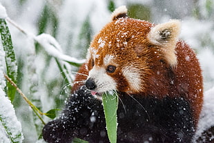 red panda, Panda, Red panda, Snow