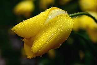 yellow flower with water droplets, tulip HD wallpaper