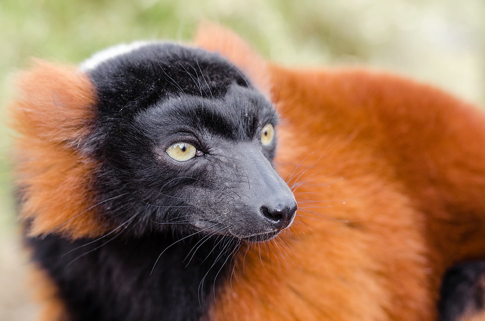 red and black animal HD wallpaper